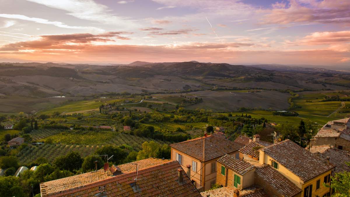 vineyard in italy